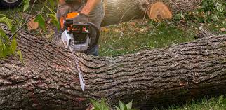 Trusted Clare, MI  Tree Services Experts